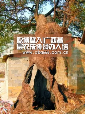 欧博ABG
